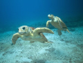   Dance PartnersLoggerhead turtles off Jupiter FL  